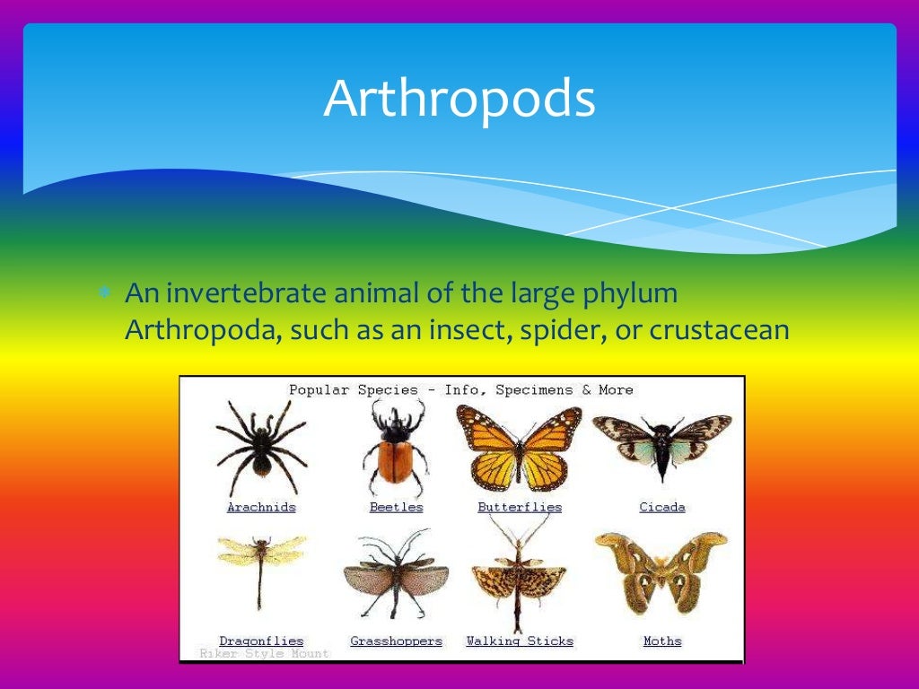 Different types of Animals