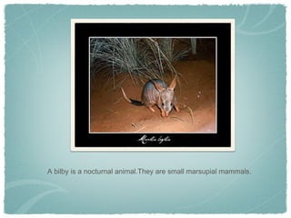A bilby is a nocturnal animal.They are small marsupial mammals.
 