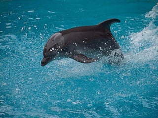 Dolphins
 