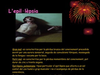 L'epil·lèpsia  Gran mal : es caracteritza per la pèrdua brusca del coneixement precedida sovint per una aurora sensorial, seguida de convulsions tòniques, mossegada de la llengua i escuma per la boca.  Petit mal : es caracteritza per la pèrdua momentània del coneixement, pot durar de cinc a trenta segons.  Epil·lèpsia jacksoniana : tipus particular d'epil·lèpsia que afecta a un sol costat del cos humà o grup muscular i no s'acompanya de pèrdua de la consciència,  Epil·lèpsia psicomotora : tipus particular d'epil·lèpsia caracteritzat per accessos en els que predominen els fenòmens extrasensorials i les manifestacions motores coordinades. 