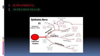 Supratrochlear Node Function trigeminal nerve and their disease222ptx | PPTX