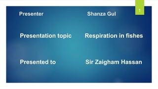 Presenter Shanza Gul
Presentation topic Respiration in fishes
Presented to Sir Zaigham Hassan
1
 