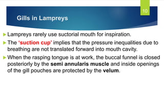 Gills in Lampreys
 Lampreys rarely use suctorial mouth for inspiration.
 The ‘suction cup’ implies that the pressure inequalities due to
breathing are not translated forward into mouth cavity.
 When the rasping tongue is at work, the buccal funnel is closed
posteriorly by the semi annularis muscle and inside openings
of the gill pouches are protected by the velum.
10
 