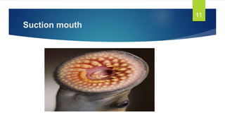 Suction mouth
11
 
