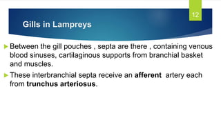Gills in Lampreys
 Between the gill pouches , septa are there , containing venous
blood sinuses, cartilaginous supports from branchial basket
and muscles.
 These interbranchial septa receive an afferent artery each
from trunchus arteriosus.
12
 