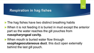 Respiration in hag fishes
 The hag fishes have two distinct breathing habits
 When it is not feeding it is buried in mud except the anterior
part so the water reaches the gill pouches from
nasopharyngeal cavity.
 When mouth is buried water flow through
esophageocutaneous duct. this duct open externally
behind the last gill pouch.
14
 
