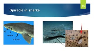 Spiracle in sharks
16
 