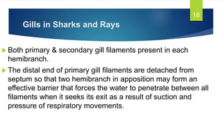 Gills in Sharks and Rays
 Both primary & secondary gill filaments present in each
hemibranch.
 The distal end of primary gill filaments are detached from
septum so that two hemibranch in apposition may form an
effective barrier that forces the water to penetrate between all
filaments when it seeks its exit as a result of suction and
pressure of respiratory movements.
18
 