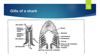 Gills of a shark
19
 
