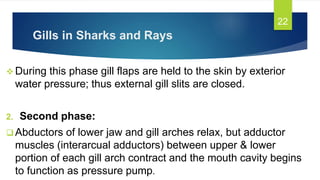Gills in Sharks and Rays
 During this phase gill flaps are held to the skin by exterior
water pressure; thus external gill slits are closed.
2. Second phase:
 Abductors of lower jaw and gill arches relax, but adductor
muscles (interarcual adductors) between upper & lower
portion of each gill arch contract and the mouth cavity begins
to function as pressure pump.
22
 
