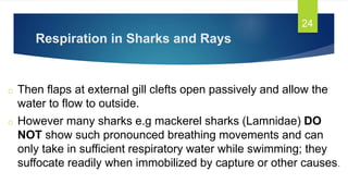 Respiration in Sharks and Rays
o Then flaps at external gill clefts open passively and allow the
water to flow to outside.
o However many sharks e.g mackerel sharks (Lamnidae) DO
NOT show such pronounced breathing movements and can
only take in sufficient respiratory water while swimming; they
suffocate readily when immobilized by capture or other causes.
24
 