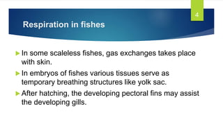 Respiration in fishes
 In some scaleless fishes, gas exchanges takes place
with skin.
 In embryos of fishes various tissues serve as
temporary breathing structures like yolk sac.
 After hatching, the developing pectoral fins may assist
the developing gills.
4
 