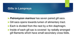 Gills in Lampreys
 Petromyzon marinus has seven paired gill sacs.
 Gill sacs opens towards lumen of alimentary tract.
 Each is divided from the next by a thin diaphragm.
 Inside of each gill sac is covered by radially arranged
gill filaments which have small secondary cross folds.
6
 
