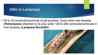 Gills in Lampreys
 50 to 70 contractions/minute of gill pouches found when sea lamprey
(Petromyzon) attached to its prey while 120 to 200 contractions/minute in
river lamprey (Lampetra fluviatilis).
7
 