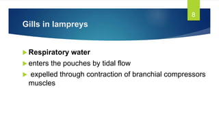 Gills in lampreys
 Respiratory water
 enters the pouches by tidal flow
 expelled through contraction of branchial compressors
muscles
8
 