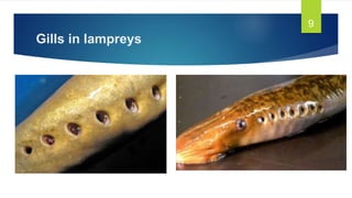 Gills in lampreys
9
 