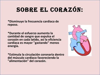 soBre el corazón:
*Disminuye la frecuencia cardiaca de
reposo.
*Durante el esfuerzo aumenta la
cantidad de sangre que expulsa el
corazón en cada latido, así la eficiencia
cardiaca es mayor "gastando" menos
energía.
*Estimula la circulación coronaria dentro
del músculo cardiaco favoreciendo la
"alimentación" del corazón.
 