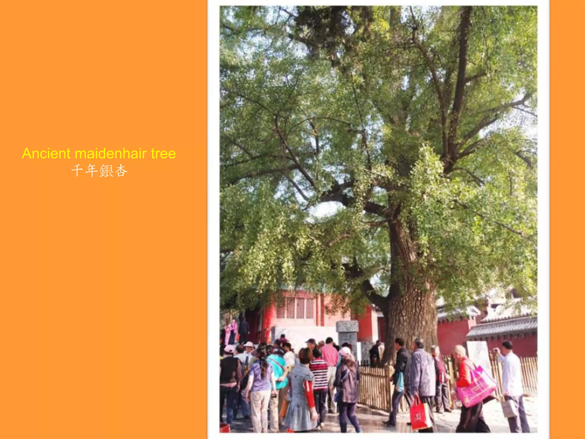 Ancient maidenhair tree
千年銀杏

 