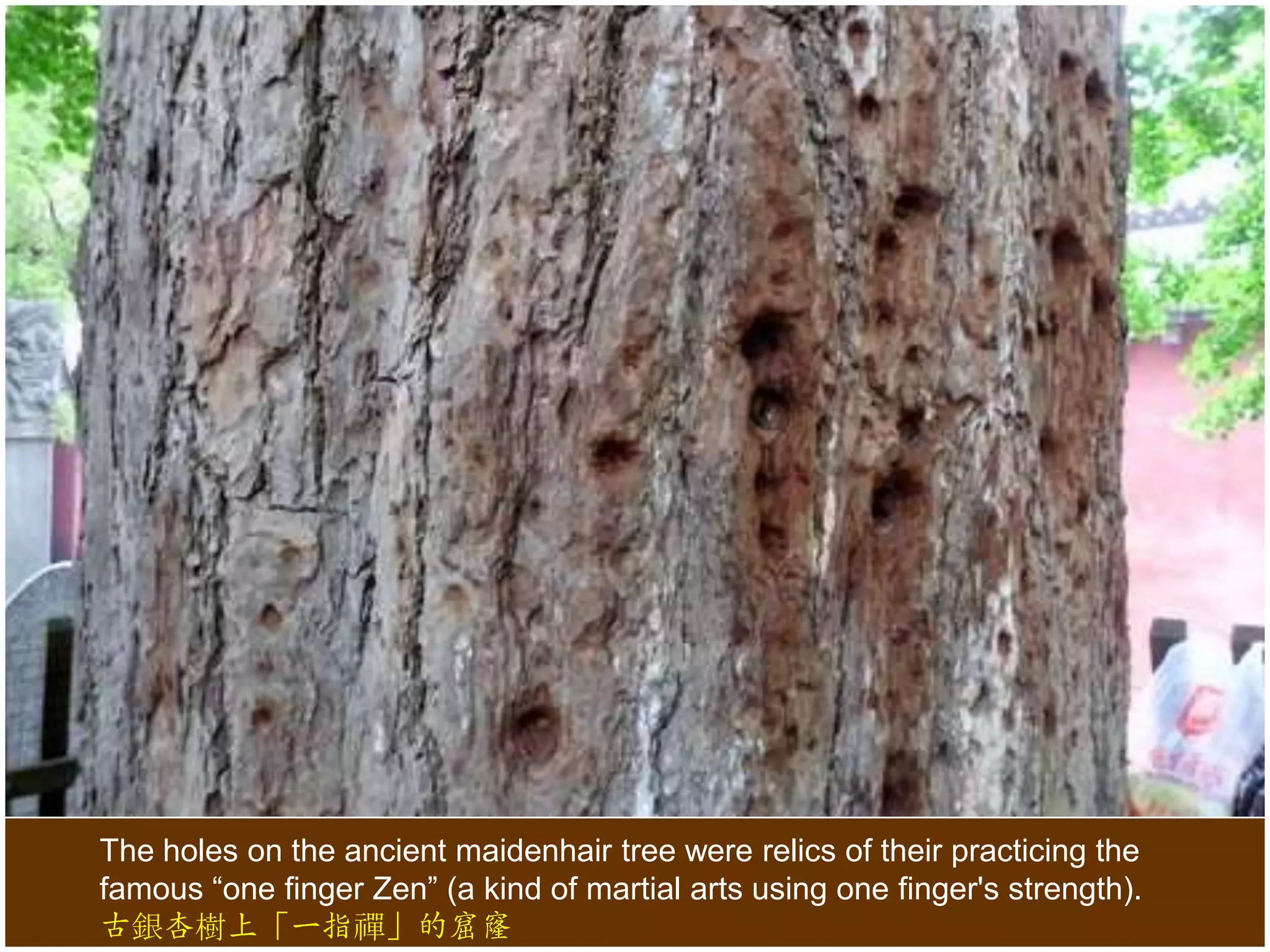 The holes on the ancient maidenhair tree were relics of their practicing the
famous “one finger Zen” (a kind of martial arts using one finger's strength).
古銀杏樹上「一指禪」的窟窿

 