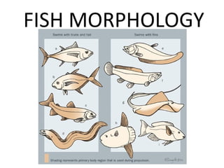 FISH MORPHOLOGY

 