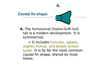 Shape
