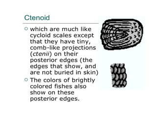 Shape