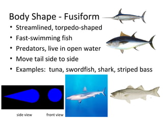 Body Shape - Fusiform
•
•
•
•
•
Streamlined, torpedo-shaped
Fast-swimming fish
Predators, live in open water
Move tail side to side
Examples: tuna, swordfish, shark, striped bass
side view
front view