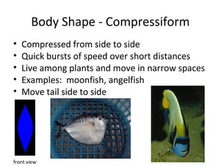 Body Shape - Compressiform
•
•
•
•
•
Compressed from side to side
Quick bursts of speed over short distances
Live among plants and move in narrow spaces
Examples: moonfish, angelfish
Move tail side to side
front view