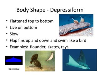 Body Shape - Depressiform
•
•
•
•
•
Flattened top to bottom
Live on bottom
Slow
Flap fins up and down and swim like a bird
Examples: flounder, skates, rays
front view