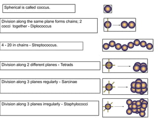 Spherical is called coccus.
Division along the same plane forms chains; 2
cocci together - Diplococcus
4 - 20 in chains - Streptococcus.
Division along 2 different planes - Tetrads
Division along 3 planes regularly - Sarcinae
Division along 3 planes irregularly - Staphylococci
 