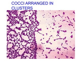 COCCI ARRANGED IN
CLUSTERS
 