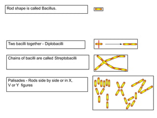 Rod shape is called Bacillus.
Two bacilli together - Diplobacilli
Chains of bacilli are called Streptobacilli
Palisades - Rods side by side or in X,
V or Y figures
 