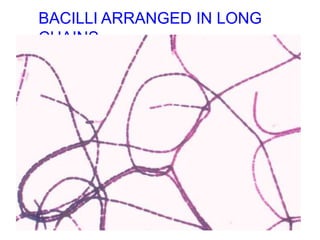 BACILLI ARRANGED IN LONG
CHAINS
 
