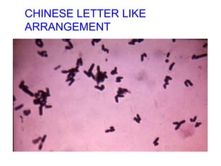 CHINESE LETTER LIKE
ARRANGEMENT
 