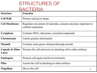 Structure Function
Cell Wall Protects and gives shape
Cell Membrane Regulates movement of materials, contains enzymes important to
cellular respiration
Cytoplasm Contains DNA, ribosomes, essential compounds
Chromosome Carries genetic information
Plasmid Contains some genes obtained through recomb.
Capsule & Slime
Layer
Protects the cell and assist in attaching cell to other surfaces
Endospore Protects cell agains harsh enviornments
Pilus Assists the cell in attaching to other surfaces
Flagellum Moves the cell 25
STRUCTURES OF
BACTERIA
 
