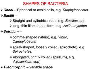 Cocci – Spherical or ovoid cells, e.g. Staphylococcus .
Bacilli –
Straight and cylindrical rods, e.g. Bacillus spp.
long, thin filamentous form, e.g. Actinomycetes
Spirillum –
comma-shaped (vibrio), e.g. Vibrio,
Campylobacter
spiral-shaped, loosely coiled (spirochete), e.g.
Spirochetes,
elongated, tightly coiled (spirillum), e.g.
Azospirillum spp)
Pleomorphic – variable shape
SHAPES OF BACTERIA
 