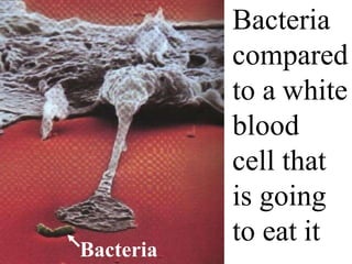 Bacteria
compared
to a white
blood
cell that
is going
to eat it
Bacteria
 