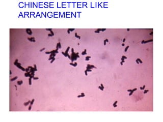 CHINESE LETTER LIKE
ARRANGEMENT
 