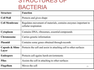 Structure Function
Cell Wall Protects and gives shape
Cell Membrane Regulates movement of materials, contains enzymes important to
cellular respiration
Cytoplasm Contains DNA, ribosomes, essential compounds
Chromosome Carries genetic information
Plasmid Contains some genes obtained through recomb.
Capsule & Slime
Layer
Protects the cell and assist in attaching cell to other surfaces
Endospore Protects cell agains harsh enviornments
Pilus Assists the cell in attaching to other surfaces
Flagellum Moves the cell 25
STRUCTURES OF
BACTERIA
 