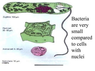 Bacteria
are very
small
compared
to cells
with
nuclei
 