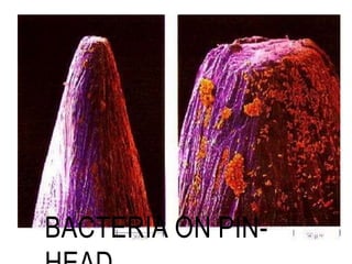 BACTERIA ON PIN-
 