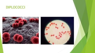 DIPLOCOCCI
 