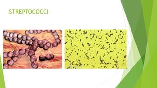 STREPTOCOCCI
 