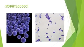 STAPHYLOCOCCI
 