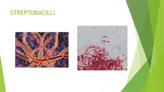 STREPTOBACILLI
 