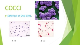 COCCI
 Spherical or Oval Cells.
G +ve G -ve
 