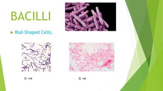 BACILLI
 Rod-Shaped Cells.
G -veG +ve
 