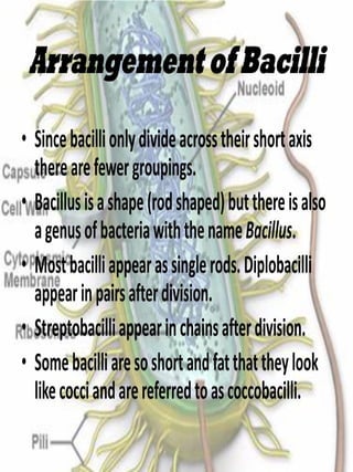 Shapes and arrangements