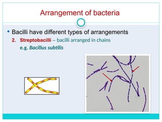Shapes and Arrangements of bacteria.pptx