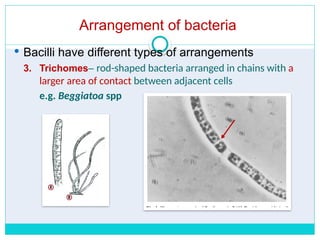 Shapes and Arrangements of bacteria.pptx
